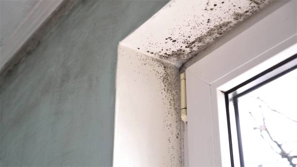 Westlake, TX Mold Removal Company